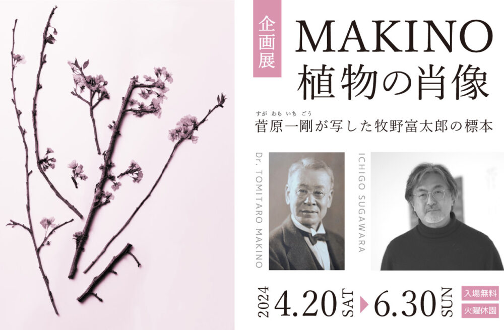 【企画展】「MAKINO植物の肖像-菅原一剛が写した牧野富太郎の標本-」 | 練馬区立牧野記念庭園